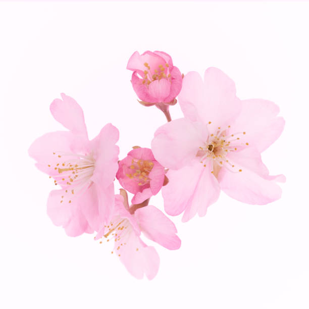 Cherry Blossom Cherry Blossom oriental cherry tree stock pictures, royalty-free photos & images