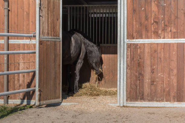 vista posterior de caballo marrón interior puesto de comer heno amarillo - horse stall stable horse barn fotografías e imágenes de stock