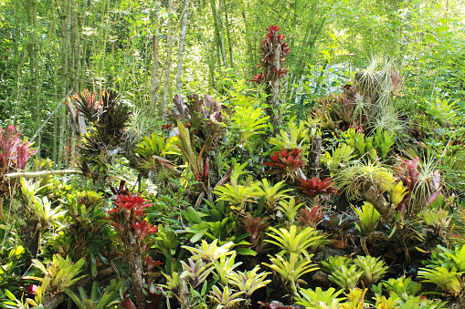 Bromeliad Jungle in Venezuela tropical rainforest