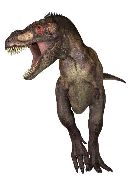 istock 3D digital render dinosaur Tyrannosaurus on white 925787024