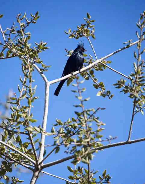 Black Phainopepla bird perched on tree branch