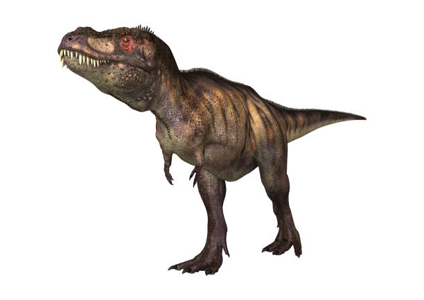 istock 3D digital render dinosaur Tyrannosaurus on white 925787214