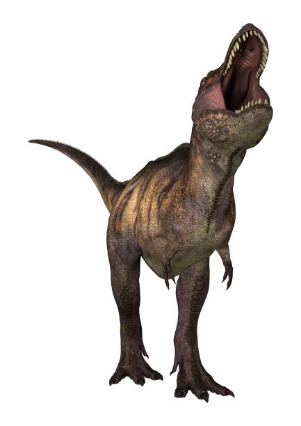 istock 3D digital render dinosaur Tyrannosaurus on white 925787250