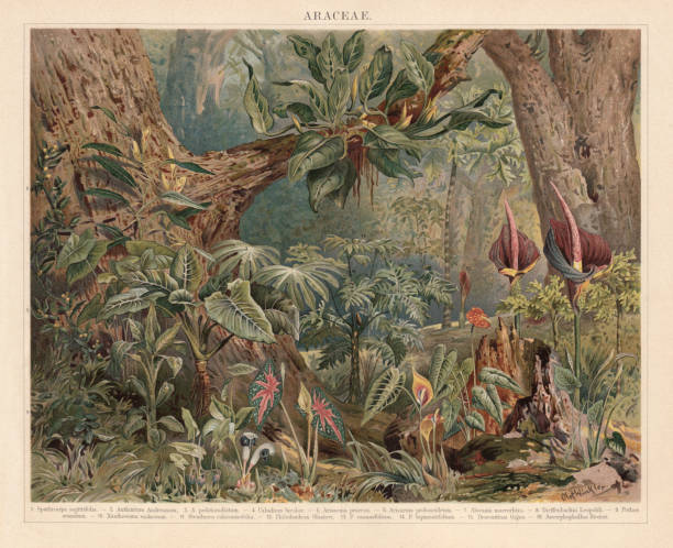 Araceae, monocotyledonous flowering plants in the tropics, lithograph, published 1897 The Araceae are a family of monocotyledonous flowering plants. Their distribution covers almost the whole earth, but most species occur in the tropics. Designation: 1) Spathicarpa hastifolia (or Spathicarpa sagittifolia); 2) Anthurium andreanum; 3) Anthurium pedatoradiatum; 4) Caladium bicolor; 5) Japanese Cobra Lily (Arisaema ringens, or Arisaema praecox); 6) Arisarum proboscideum; 7) Alocasia macrorrhiza (or Alocasia macrorrhizos); 8) Dieffenbachia Leopoldi; 9) American bittersweet (Celastrus scandens, or Photos scadens); 10) Xanthosoma violaceum; 11) Steudnera colocasiifolia; 12) Philodendron glaziovii; 13) Philodendron cannifolium; 14) Lacy tree philodendron (Philodendron bipinnatifidum, or Philodendron bipinnatifolium); 15) Dracontium gigas; 16) Konjak (Amorphophallus konjac, or Amorphophallus rivieri). Lithograph after a drawing by Olof Winkler (German painter, 1843 - 1895), published in 1897. tropical climate illustrations stock illustrations