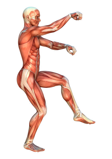 istock 3D digital render male figure with muscle maps on white 925788256