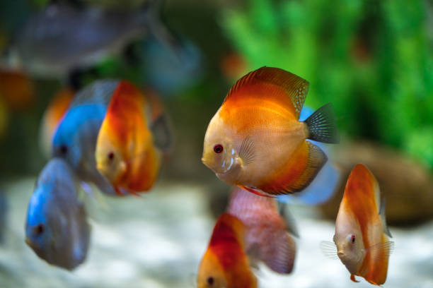 istock Symphysodon discus fish in an aquarium 925788300