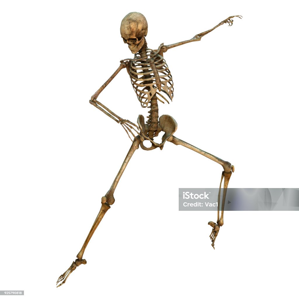 Active Skeleton 3d Digital Render Human Skeleton On White Stock Photo - Download Image ...