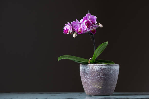 istock Small pink orchid (Phalaenopsis) in a flower pot 925791122