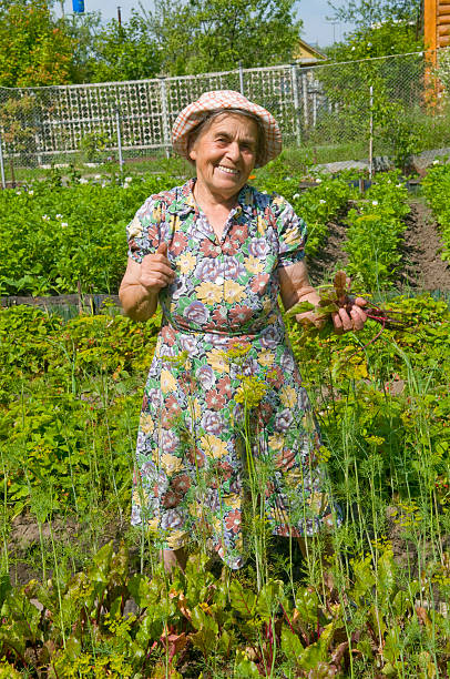 istock Elderly woman on a kitchen garden. 92579394