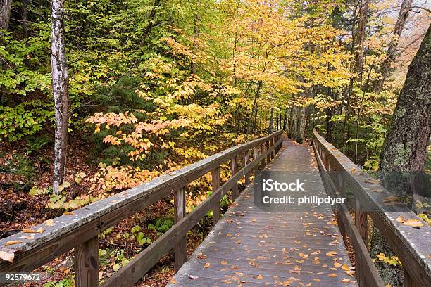 Puente De Madera En El Bosque Foto de stock y más banco de imágenes de Aire libre - Aire libre, Amarillo - Color, Belleza de la naturaleza