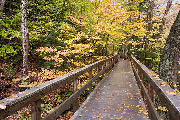 istock Wooden Bridge in the Forest 92579672
