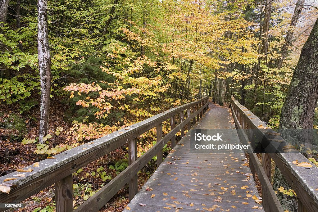 Ponte de madeira na floresta - Royalty-free Amarelo Foto de stock