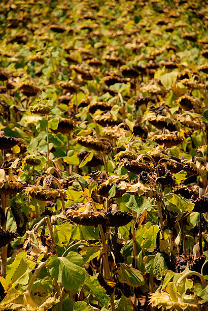 istock Field of Drying Sunflowers 92579849