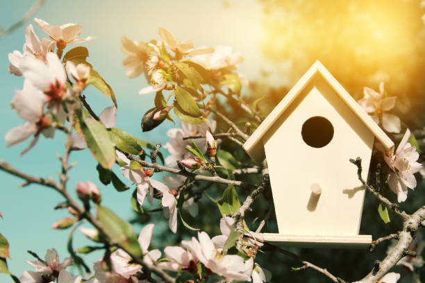 istock Little birdhouse in spring over blossom cherry tree. 925799148