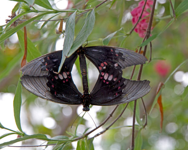 Two Butterflies in Symmetry