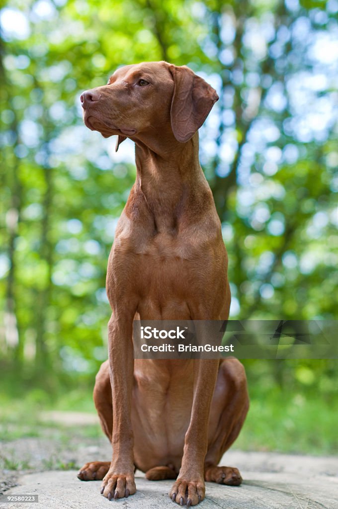 Female Vizsla Dog Sitting on a Rock  Animal Stock Photo