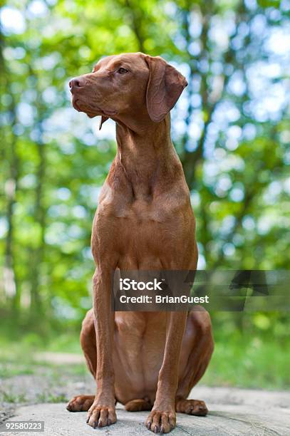 Female Vizsla Dog Sitting On A Rock Stock Photo - Download Image Now - Animal, Beauty In Nature, Blue