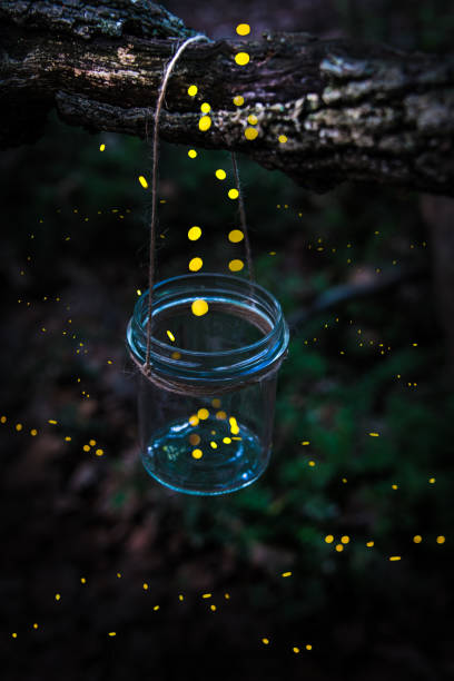 glühwürmchen fliegen weg von einem glas erhängt an einem baum im wald. - catch light stock-fotos und bilder