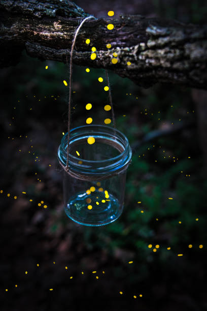 istock Fireflies flying away from a jar hanged on a tree in the forest. 925803746
