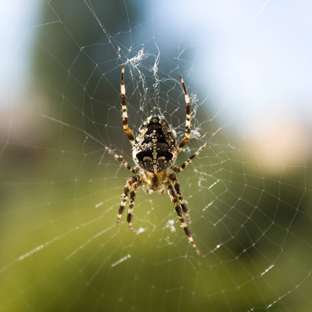 Garden spider on spiderweb stock photo