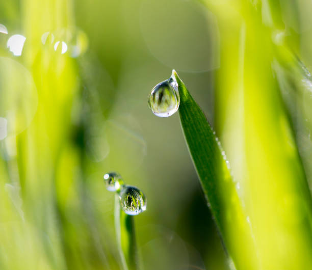 istock drops of dew on the green grass 925809112