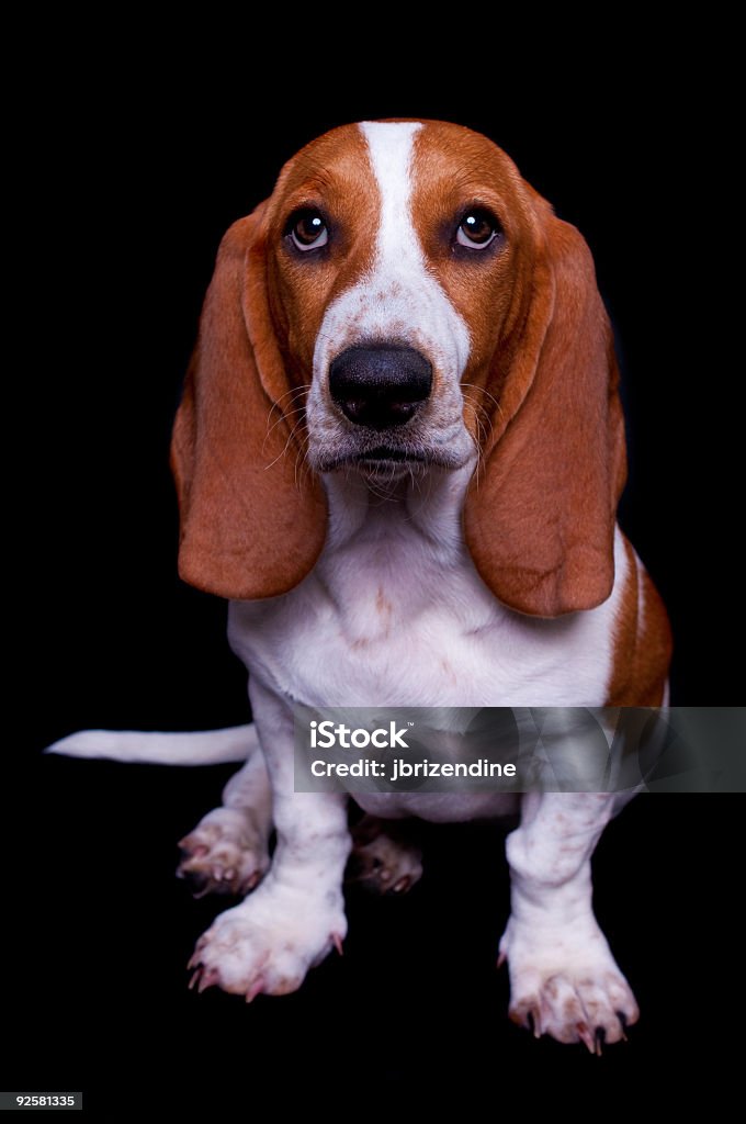 Basset - Foto de stock de Animal royalty-free