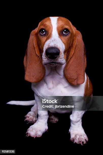 Foto de Basset e mais fotos de stock de Animal - Animal, Animal de estimação, Basset - Cão de Caça