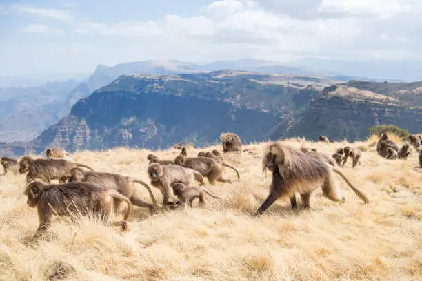 Semien Mountains National Park was established in 1969 to protect the rare species of animals that are living in this area. Semien mountains are ethiopias highest mountains and the only area where the Gelada Baboon can be found, they live in the highlands between 2200 and 4400 meters above sea level."r