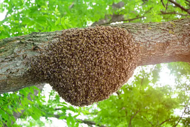 Photo of A swarm of honey bees clinging to a tree. Apiculture.