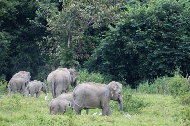 istock Asiatic Elephant is big five animal in 925816476