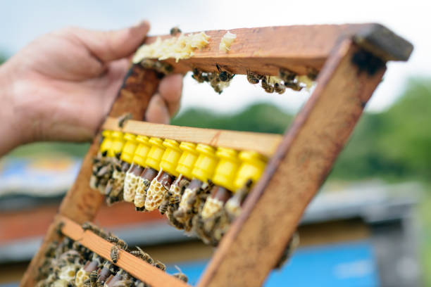 The beekeeper inspects a frame which raised new queen bees. Karl Jenter. Apiculture