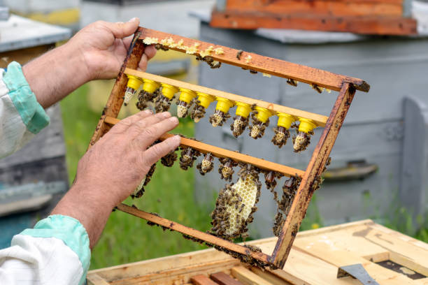 The beekeeper inspects a frame which raised new queen bees. Karl Jenter. Apiculture