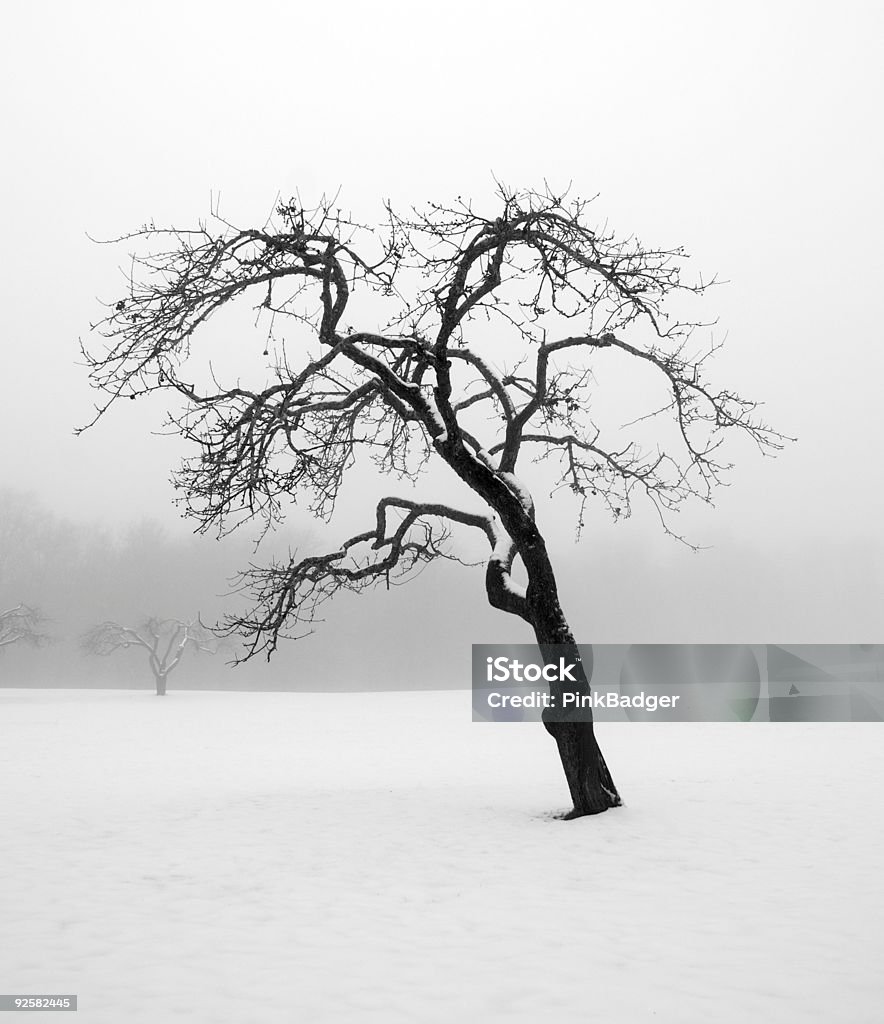 Árbol de invierno - Foto de stock de Aire libre libre de derechos