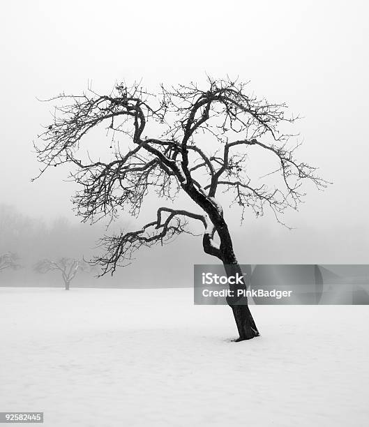 Árbol De Invierno Foto de stock y más banco de imágenes de Aire libre - Aire libre, Belleza de la naturaleza, Blanco - Color