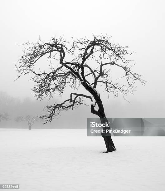 Foto de Árvore No Inverno e mais fotos de stock de Antigo - Antigo, Beleza natural - Natureza, Branco