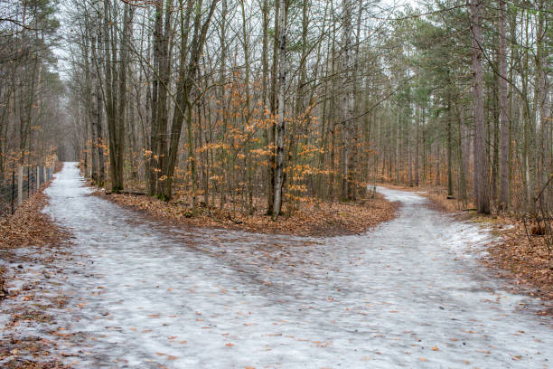 Landscapes - Forest - Europe, Romania, Suceava region