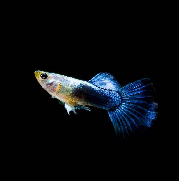 istock fish guppy pet isolated on black background 925826460