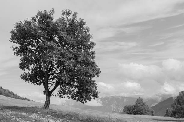 istock maple tree standing on a mountain meadow in Trentino i 925826504