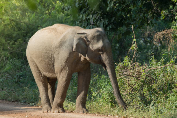 istock Asiatic Elephant is big five animal in asia 925827358