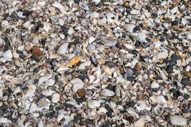istock Many different shells on onetangi new zealand beach 925828130