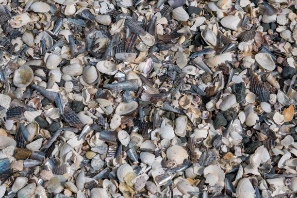 istock Many different shells on onetangi new zealand beach 925830200