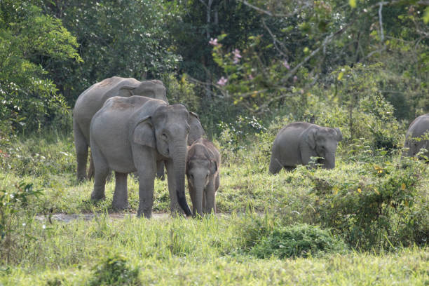 istock Asiatic Elephant is big five animal in asia 925830762
