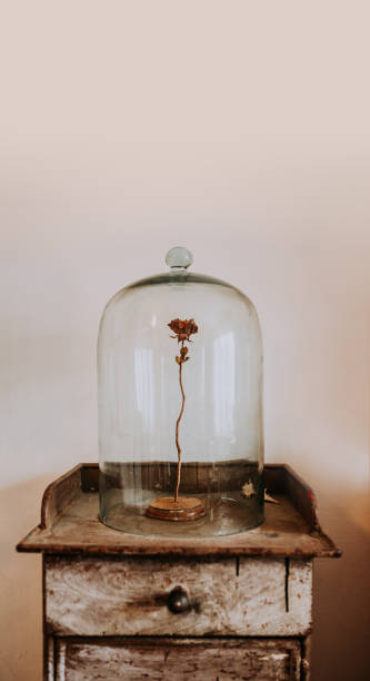 istock Dried rose under a glass bell. 925831560