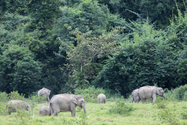 istock Asiatic Elephant is big five animal in 925831562