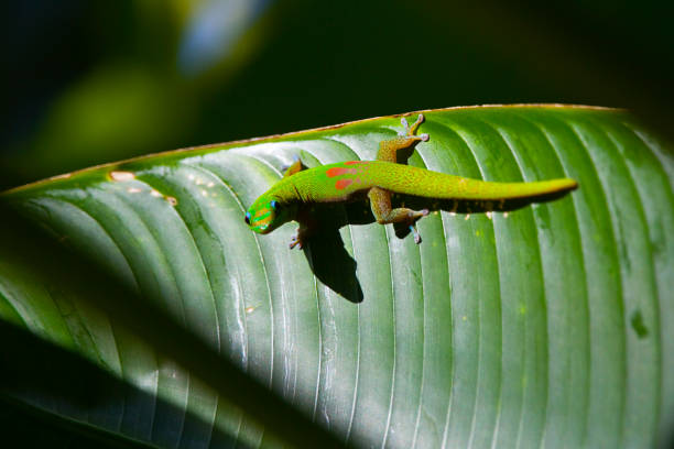 istock The Gold Dust Day Gecko of Hawaii 925838270