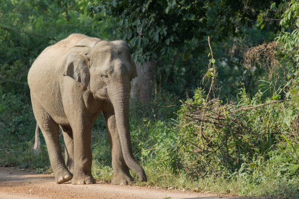 istock Asiatic Elephant is big five animal in asia 925838396