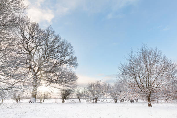Snow covered tree line with early morning sunrise stock photo