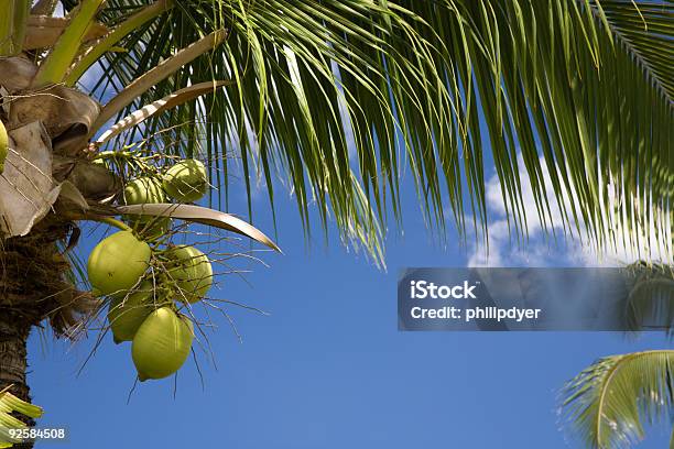 Kokosnuss Baum Nahaufnahme Stockfoto und mehr Bilder von Baum - Baum, Blatt - Pflanzenbestandteile, Blau