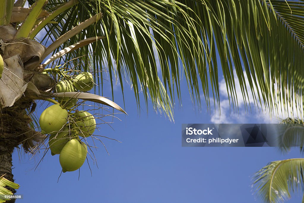 ココナッツ��の木のクローズアップ - カラー画像のロイヤリティフリーストックフォト