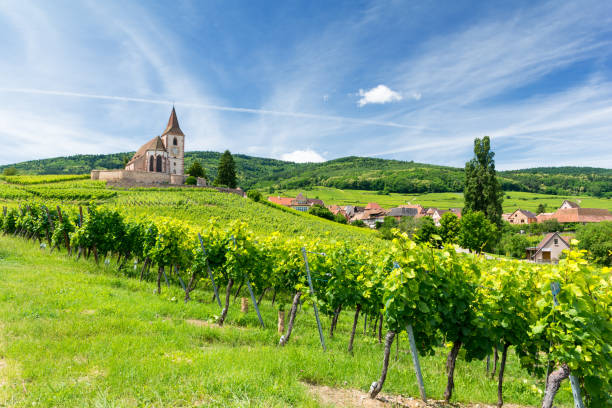 antigua iglesia y viñedos en hunawihr pueblo en alsacia, francia - alsacia fotografías e imágenes de stock